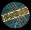 plankton picture