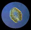 plankton picture