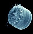 electron micrograph of a diatom