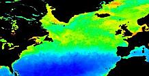 chlorophyll concentrations in the North Atlantic during the spring bloom