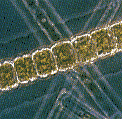 diatom image