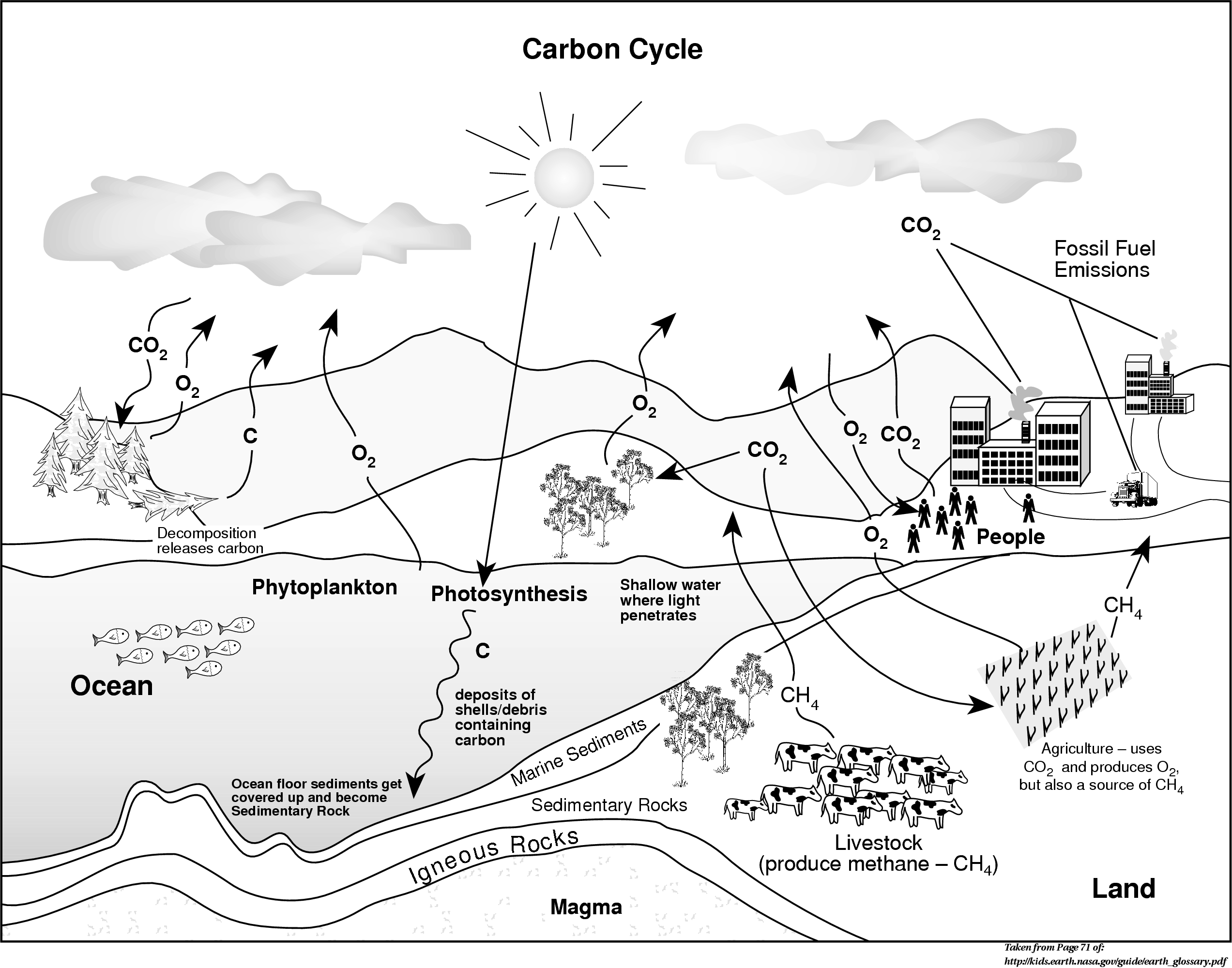 SeaWiFS Project Throughout The Carbon Cycle Worksheet