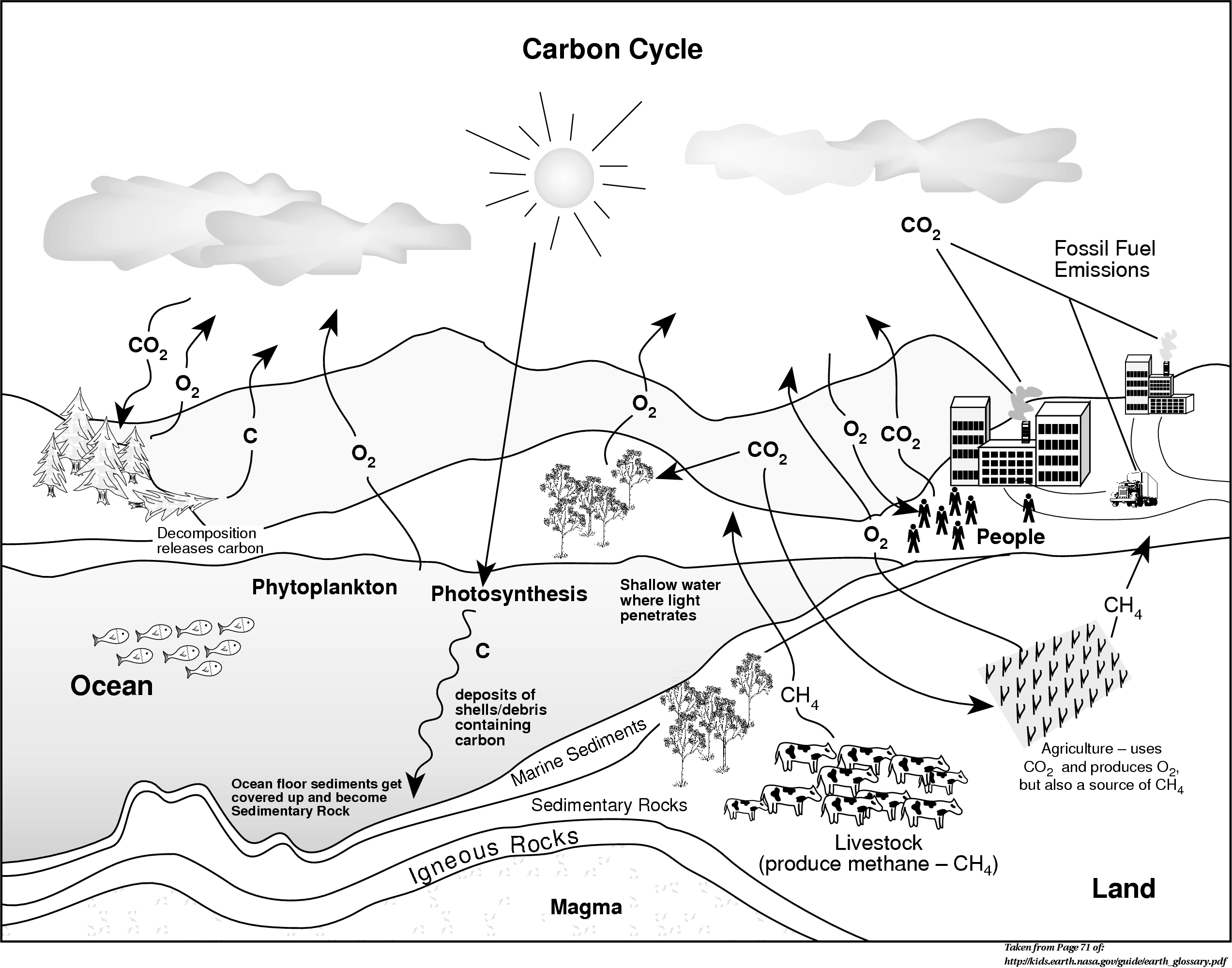 Carbon cycle on the worksheet Carbon cycle