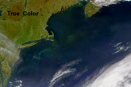 chlorophyll distribution north of the Gulf Stream on 11 May 2002