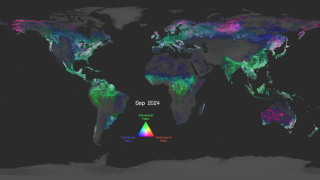 Global Views of PACE Land Vegetation Data