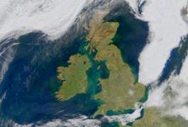 Irish sea bloom