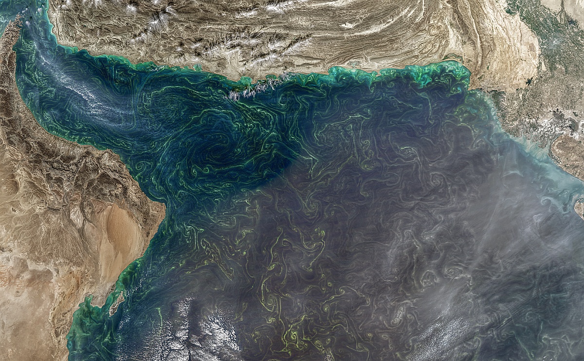 Arabian Sea in Bloom