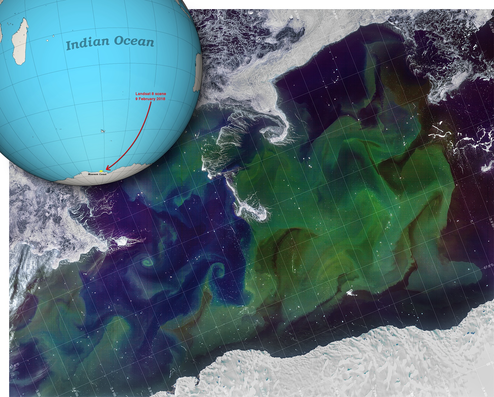 Phytoplankton off the Mawson Coast