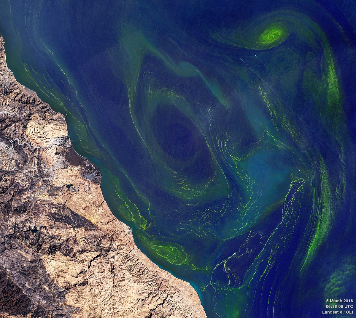 Algal Slicks off the Omani Coast