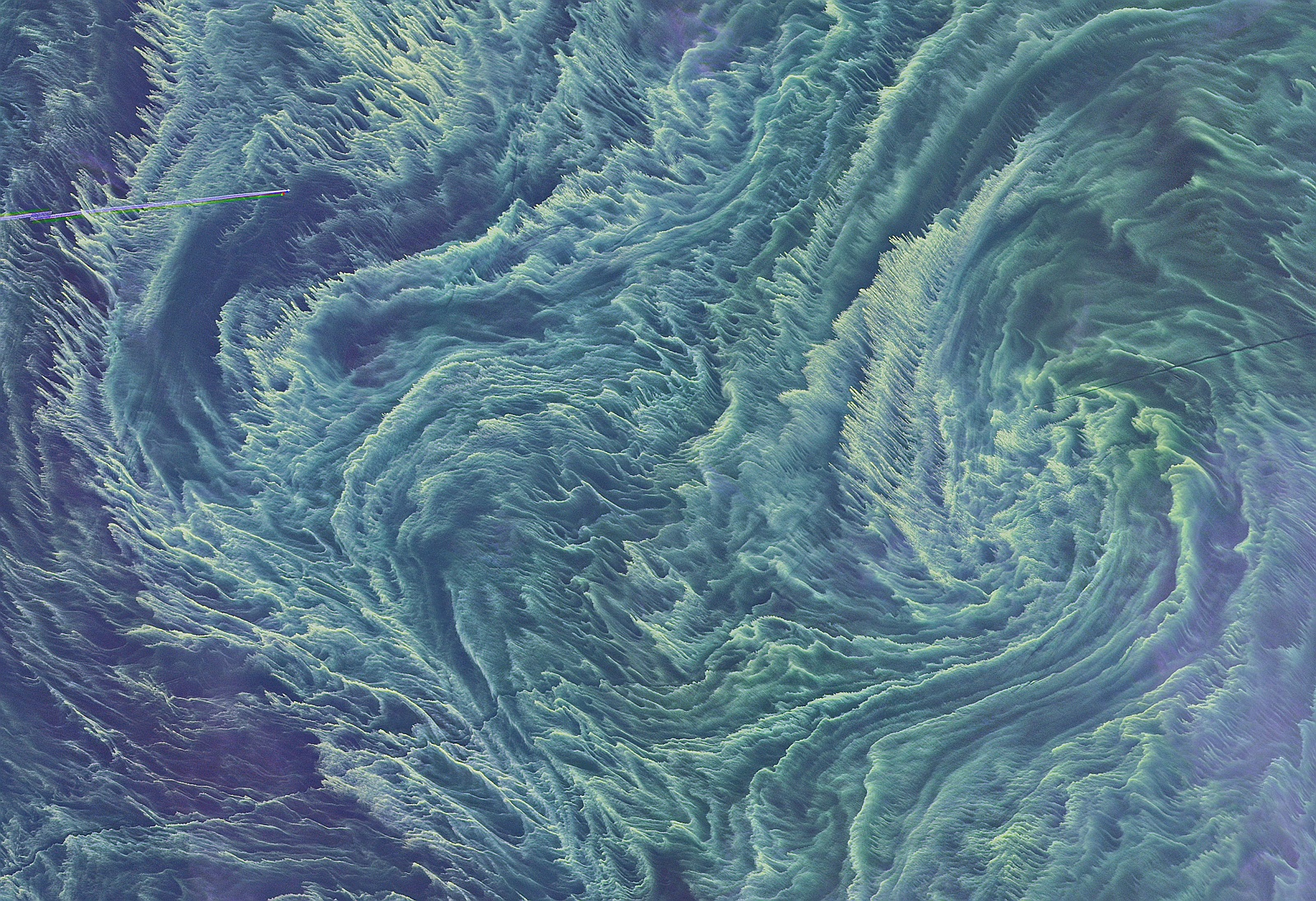 Baltic Sea Cyanobacteria