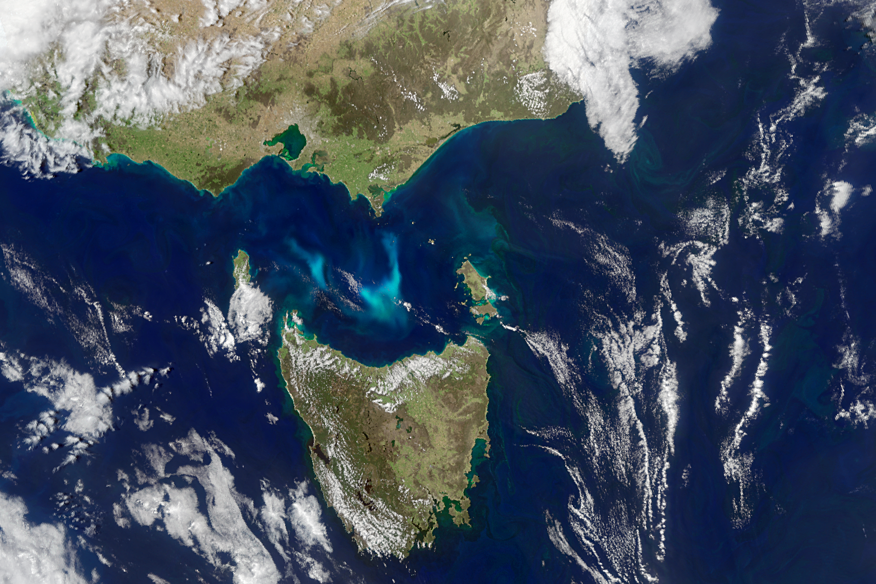 Bass Strait Bloom