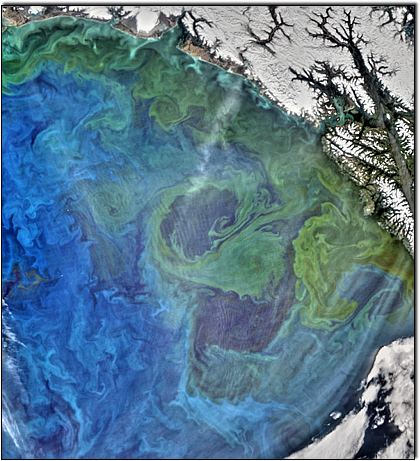 Alaskan Phytoplankton