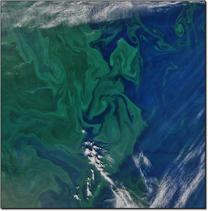 Spring Bloom in the North Atlantic