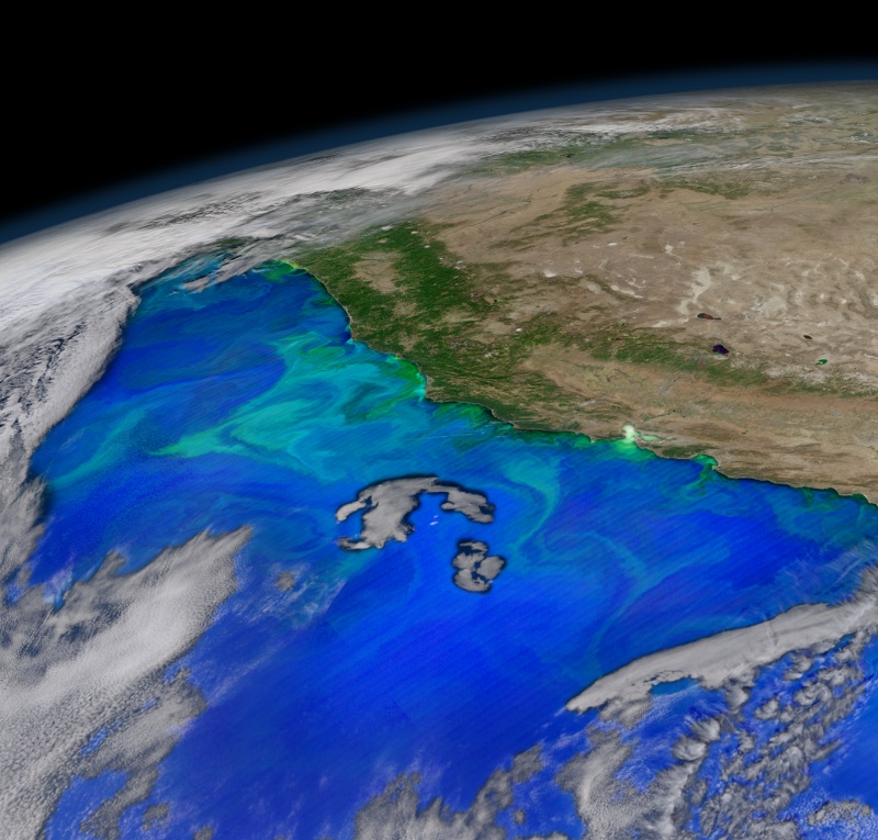 Phytoplankton off the U.S.  West Coast